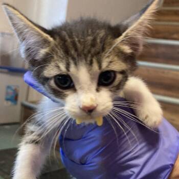 Fern -  Domestic Short Hair Cat for Adoption in Midland, Texas - Fern | PetCurious