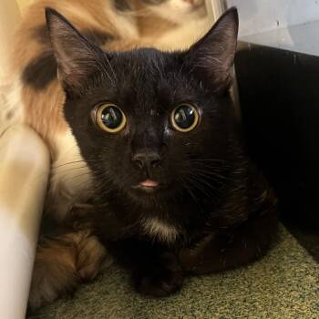 Pluto -  Domestic Short Hair Cat for Adoption - Pluto | PetCurious