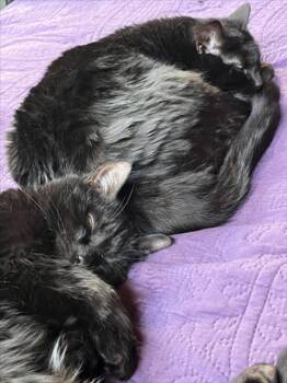 SNUGGLE -  Domestic Short Hair Cat for Adoption in Derwood, Maryland - SNUGGLE | PetCurious