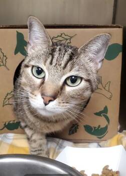 Domestic Short Hair Cats Available for Adoption in St. Louis, Missouri - GELATO | PetCurious
