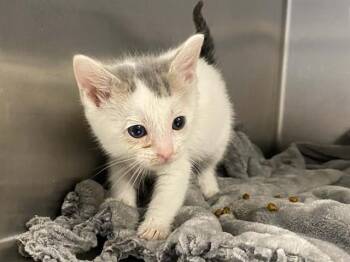 Domestic Short Hair Cats Available for Adoption in Tustin, California - DALE | PetCurious