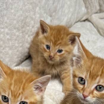 Rescue Domestic Short Hair Cats for Adoption in Pinson, Tennessee - Elsa | PetCurious