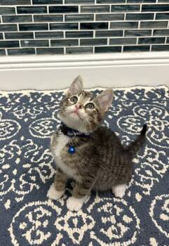 American Shorthair Cats Available for Adoption in Maitland, Florida - Bluey | PetCurious