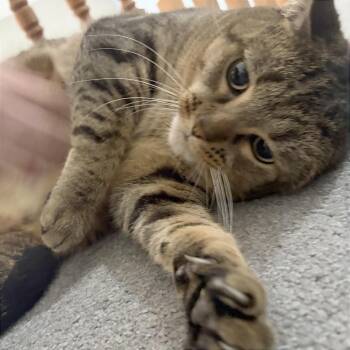 Toaster Strudel -  Domestic Short Hair Cat for Adoption in Traverse City, Michigan - Toaster Strudel | PetCurious
