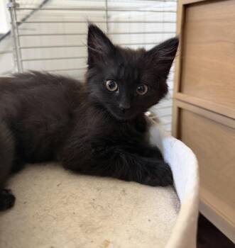 Pom Pom -  Domestic Medium Hair Cat for Adoption in Oakley, California - Pom Pom | PetCurious