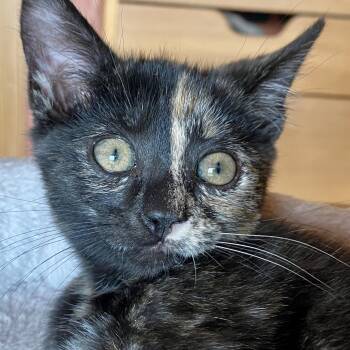 Rescue Domestic Short Hair Cats for Adoption in Santa Fe, New Mexico - Tortellini | PetCurious