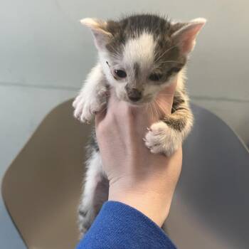 Domestic Short Hair Cats Available for Adoption in Greensboro, North Carolina - Righty | PetCurious