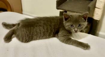 Domestic Short Hair and American Bobtail Cats Available for Adoption in Sebastian, Florida - Finn | PetCurious