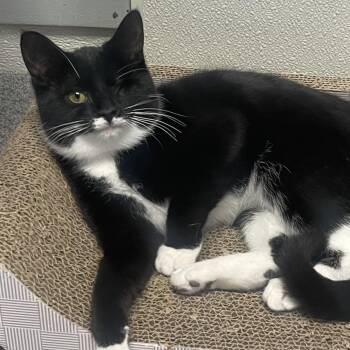 Tweet -  Domestic Short Hair Cat for Adoption in New Philadelphia, Ohio - Tweet | PetCurious