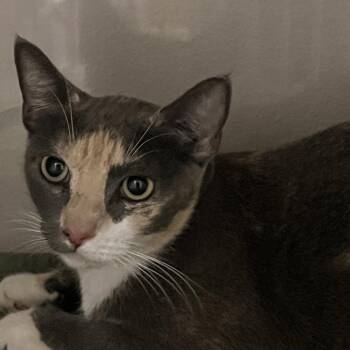 Cleo -  Domestic Short Hair Cat for Adoption in Yuma, Arizona - Cleo | PetCurious