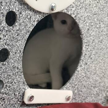 Hawk -  Domestic Short Hair Cat for Adoption in Dover, New Hampshire - Hawk | PetCurious