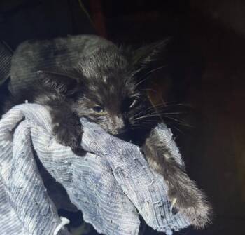 PALETA -  Domestic Short Hair Cat for Adoption in San Antonio, Texas - PALETA | PetCurious