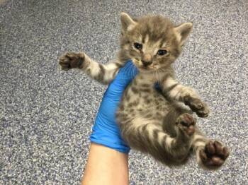 Domestic Short Hair Cats Available for Adoption in Thousand Palms, California - ROSS | PetCurious