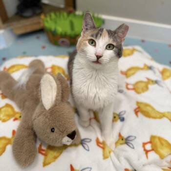 Domestic Short Hair Cats Available for Adoption in Langley Township, British Columbia - Octavia | PetCurious