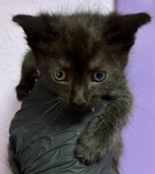 60830430 -  Domestic Short Hair Cat for Adoption in El Paso, Texas - 60830430 | PetCurious