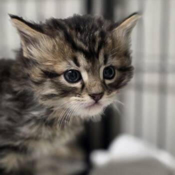 Lio -  Domestic Short Hair Cat for Adoption in Burlington, Iowa - Lio | PetCurious