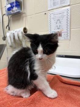 Spots -  Domestic Short Hair Cat for Adoption in Westland, Michigan - Spots | PetCurious