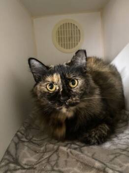 Rescue Domestic Long Hair and Domestic Short Hair Cats for Adoption in San Diego, California - Shakira | PetCurious
