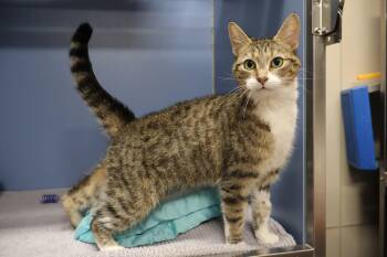 Rosie Tag 927 -  Domestic Short Hair Cat for Adoption in Central Islip, New York - Rosie Tag 927 | PetCurious