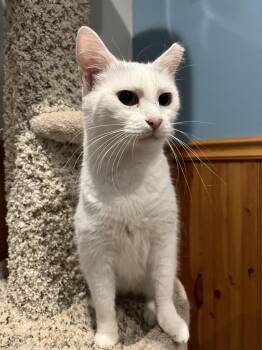 Harlee -  Domestic Short Hair Cat for Adoption in Emerald Isle, North Carolina - Harlee | PetCurious
