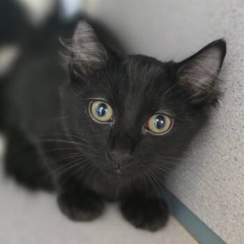 Teagan -  Domestic Medium Hair Cat for Adoption in Huntsville, Alabama - Teagan | PetCurious