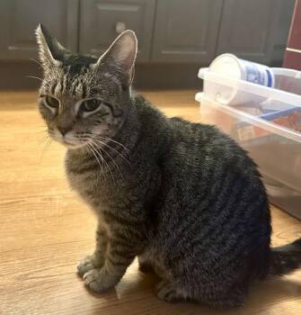 Domestic Short Hair Cats Available for Adoption in Canal Winchester, Ohio - Sally | PetCurious