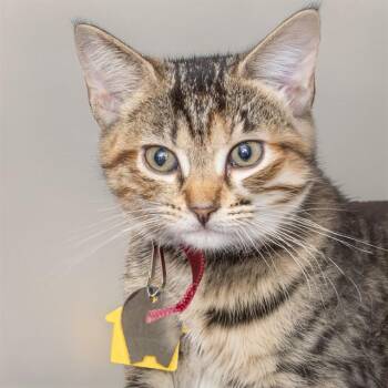 POP STAR -  Domestic Short Hair Cat for Adoption in St. Louis, Missouri - POP STAR | PetCurious