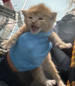 Bubble Beeper -  Domestic Short Hair Cat for Adoption in Evansville, Indiana - Bubble Beeper | PetCurious