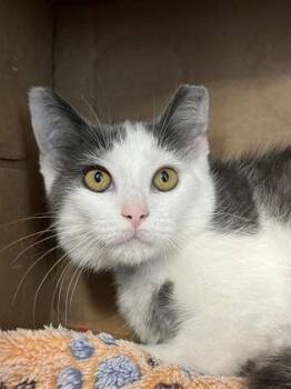 Prince -  Domestic Short Hair Cat for Adoption in Westland, Michigan - Prince | PetCurious