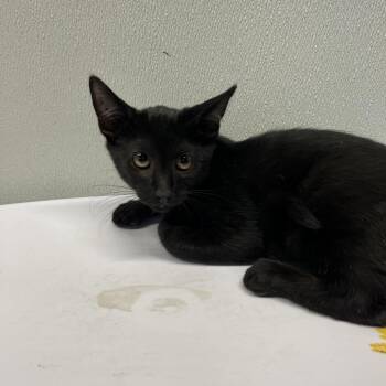 Leonardo -  Domestic Short Hair Cat for Adoption in Tampa, Florida - Leonardo | PetCurious