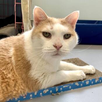 Muffin -  Domestic Short Hair Cat for Adoption in Boston, Massachusetts - Muffin | PetCurious