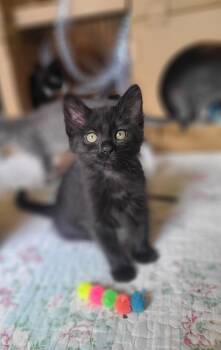 Stromboli & Tiramisu -  Domestic Short Hair Cat for Adoption in Kirkland, Washington - Stromboli & Tiramisu | PetCurious