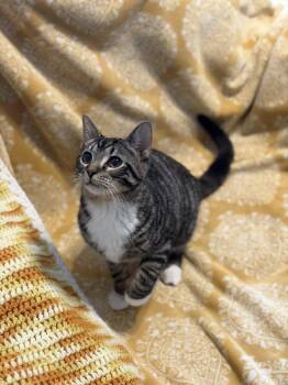 Domestic Short Hair Cats Available for Adoption - Bayou | PetCurious