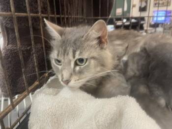 Domestic Short Hair Cats Available for Adoption in Thousand Palms, California - A1916409 | PetCurious