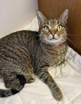 Blue Willow -  Domestic Short Hair Cat for Adoption in Medina, Ohio - Blue Willow | PetCurious