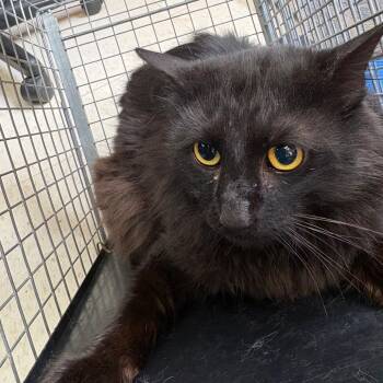 Domestic Long Hair Cats Available for Adoption - Feral Duo | PetCurious