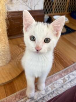 Rescue Domestic Short Hair Cats for Adoption in Minneapolis, Minnesota - Gingko | PetCurious