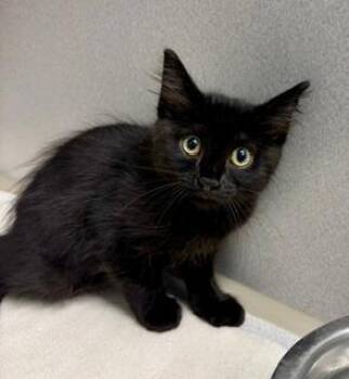 Robin -  Domestic Short Hair Cat for Adoption in Winter Haven, Florida - Robin | PetCurious