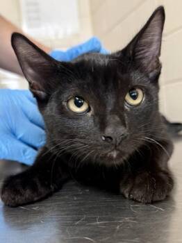 Dutch Bros -  Domestic Short Hair Cat for Adoption in San Antonio, Texas - Dutch Bros | PetCurious