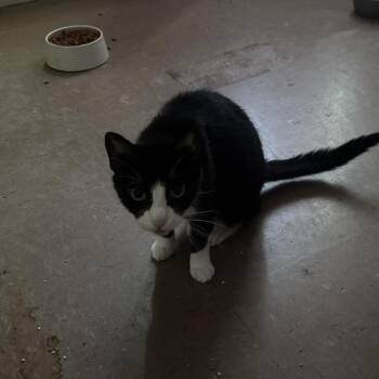 Piche -  Domestic Short Hair Cat for Adoption in Philadelphia, Pennsylvania - Piche | PetCurious