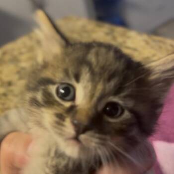 Domestic Short Hair Cats Available for Adoption - Ellie | PetCurious