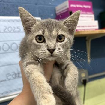 Pik -  Domestic Short Hair Cat for Adoption in Corbin, Kentucky - Pik | PetCurious