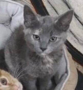 Dilute Tortoiseshell Cats Available for Adoption in Libby, Montana - Ricotta | PetCurious