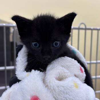 Murray -  Domestic Short Hair Cat for Adoption in West Palm Beach, Florida - Murray | PetCurious