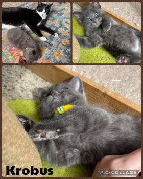 Domestic Short Hair Cats Available for Adoption in Newberg, Oregon - Krobus | PetCurious