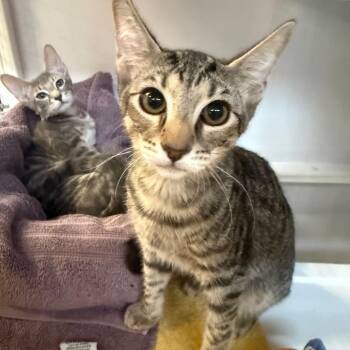 Ziggy -  Domestic Short Hair Cat for Adoption in Sarasota, Florida - Ziggy | PetCurious