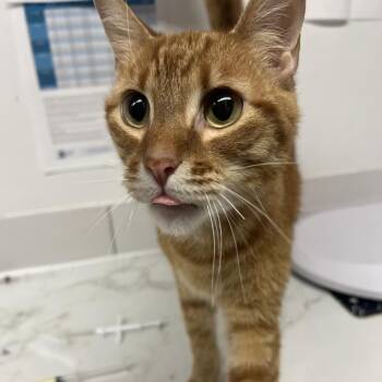 Love Me Now -  Domestic Short Hair Cat for Adoption in St. Louis, Missouri - Love Me Now | PetCurious