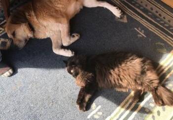 Domestic Long Hair Cats Available for Adoption in Palmer, Alaska - Django | PetCurious