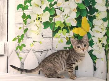 A613469 -  Domestic Short Hair Cat for Adoption in Oroville, California - A613469 | PetCurious
