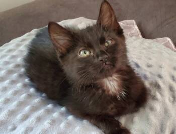 Rescue Domestic Medium Hair Cats for Adoption in Millcreek, Utah - Jude | PetCurious